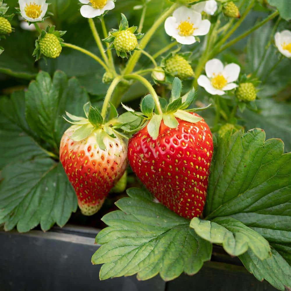  Tristar Everbearing Strawberry Bare Roots, Non-GMO (Bag Of 40)