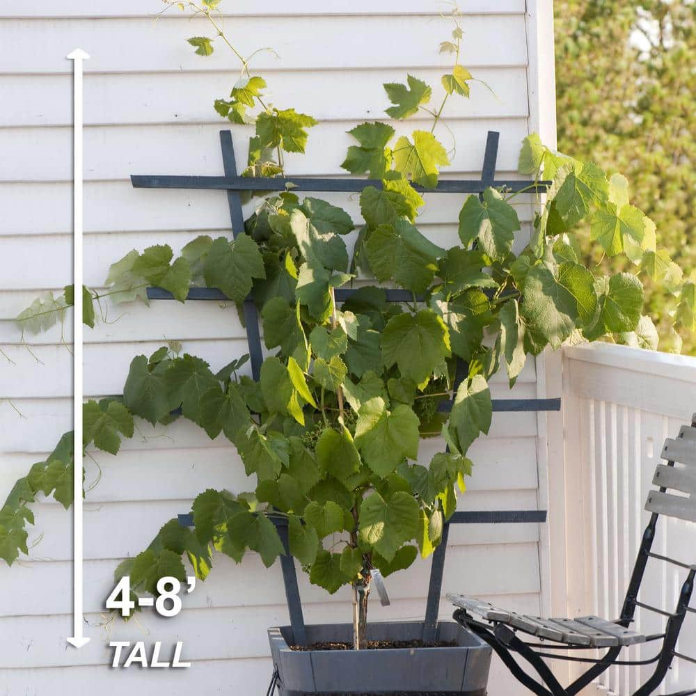  1-Year, Himrod Seedless Grape Bare Root, Non-GMO (Bag Of 1)