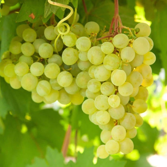  1-Year, Himrod Seedless Grape Bare Root, Non-GMO (Bag Of 1)