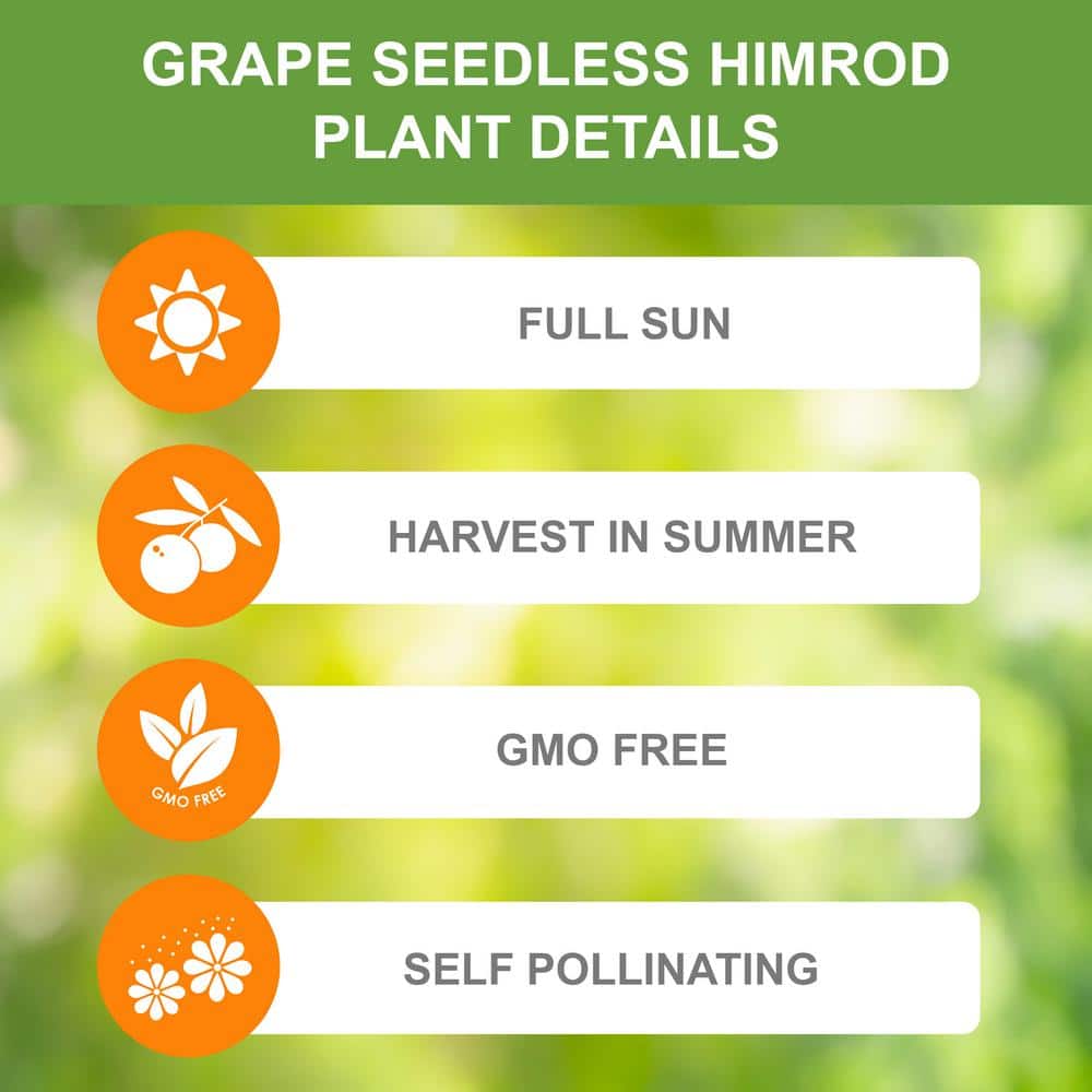  1-Year, Himrod Seedless Grape Bare Root, Non-GMO (Bag Of 1)