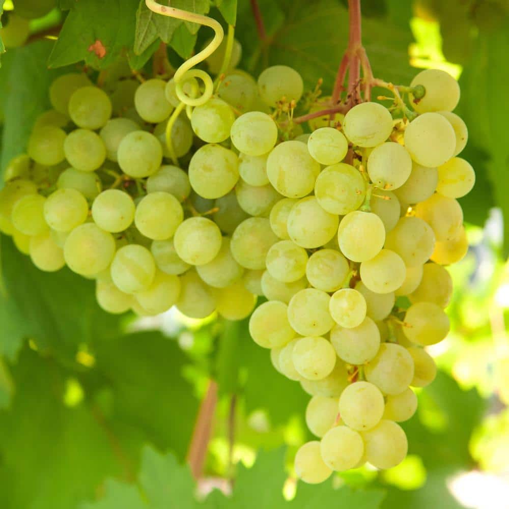  1-Year, Himrod Seedless Grape Bare Roots, Non-GMO (Bag Of 2)
