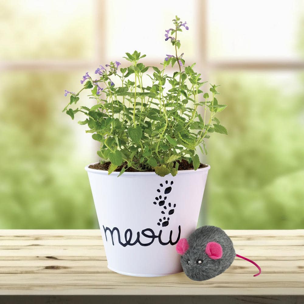  Catnip Herb Grow Kit With Mouse Toy (2-Pack)