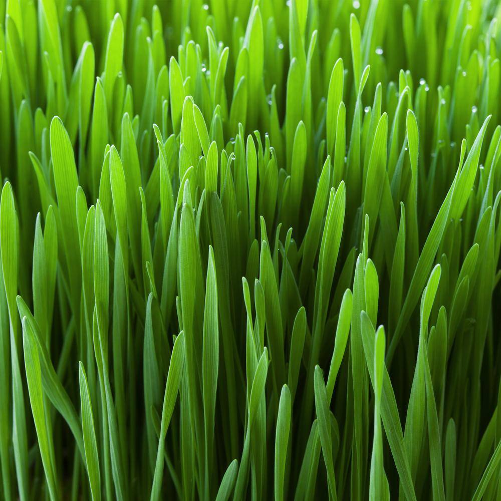  Cat Grass Herb Seed Grow Kit With Mouse Toy (2-Pack)