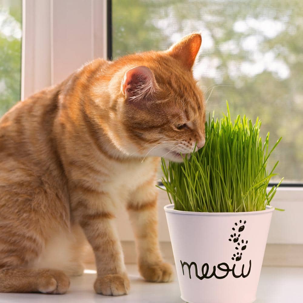  Cat Grass Herb Seed Grow Kit With Mouse Toy (2-Pack)