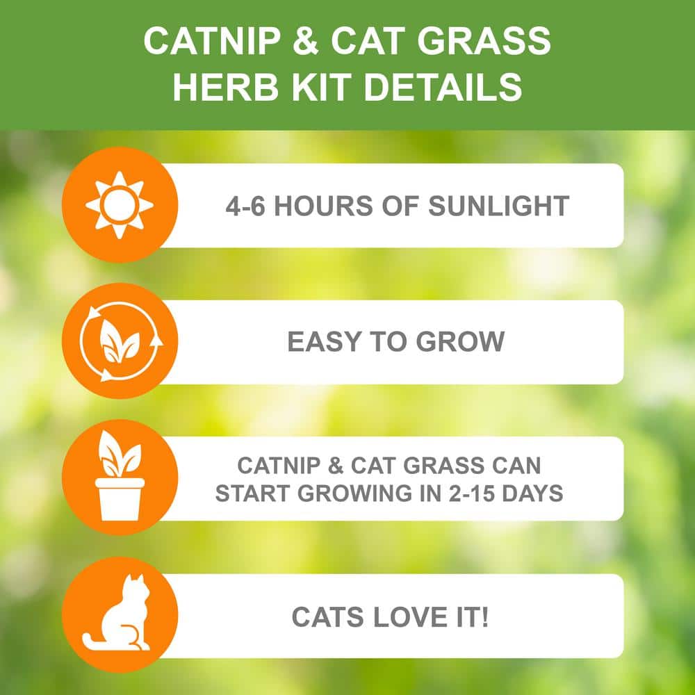  Herb Garden Kit With White Metal Planter (Cat Grass And Catnip) (2-Pack)