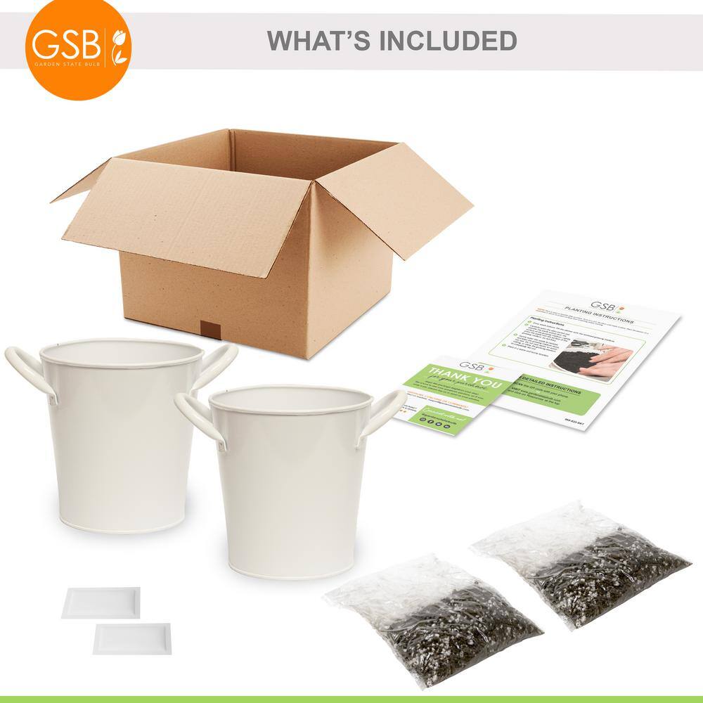  Herb Garden Kit With White Metal Planter (Cat Grass And Catnip) (2-Pack)