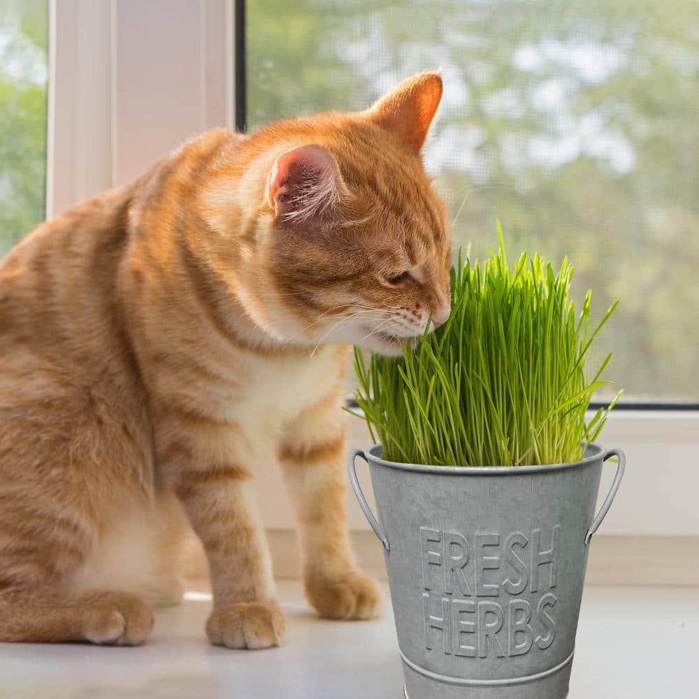  Herb Garden Kit With Aged Zinc Metal Planter (Cat Grass And Cat Nip) (2-Pack)