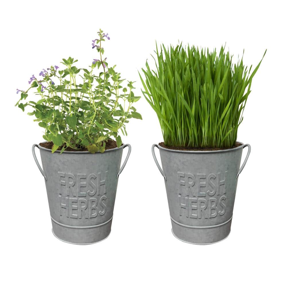  Herb Garden Kit With Aged Zinc Metal Planter (Cat Grass And Cat Nip) (2-Pack)