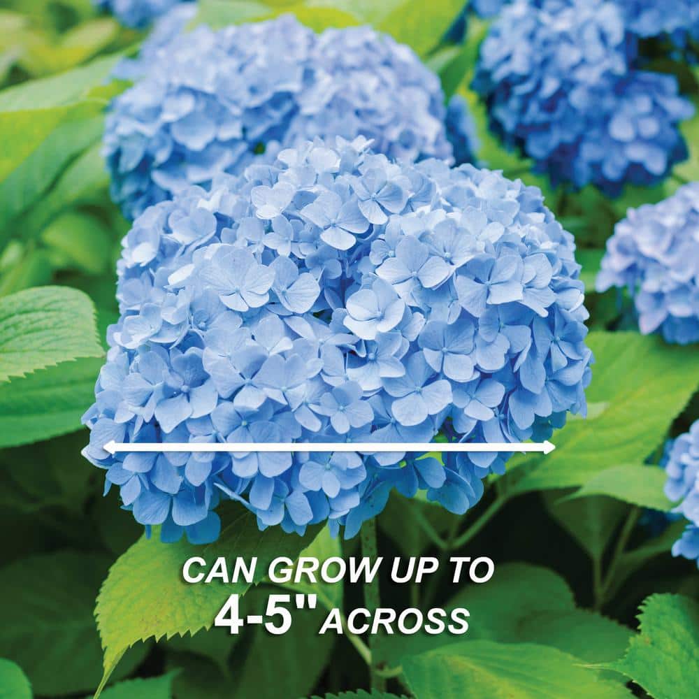  Hydrangea Nikko Blue, Live Bare Root Flowering Shrub (Bag Of 2)