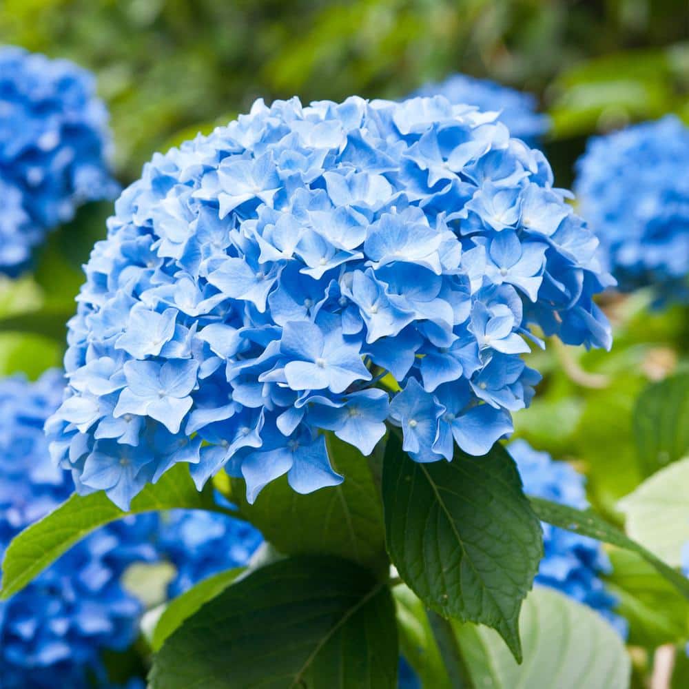  Hydrangea Nikko Blue, Live Bare Root Flowering Shrub (Bag Of 2)