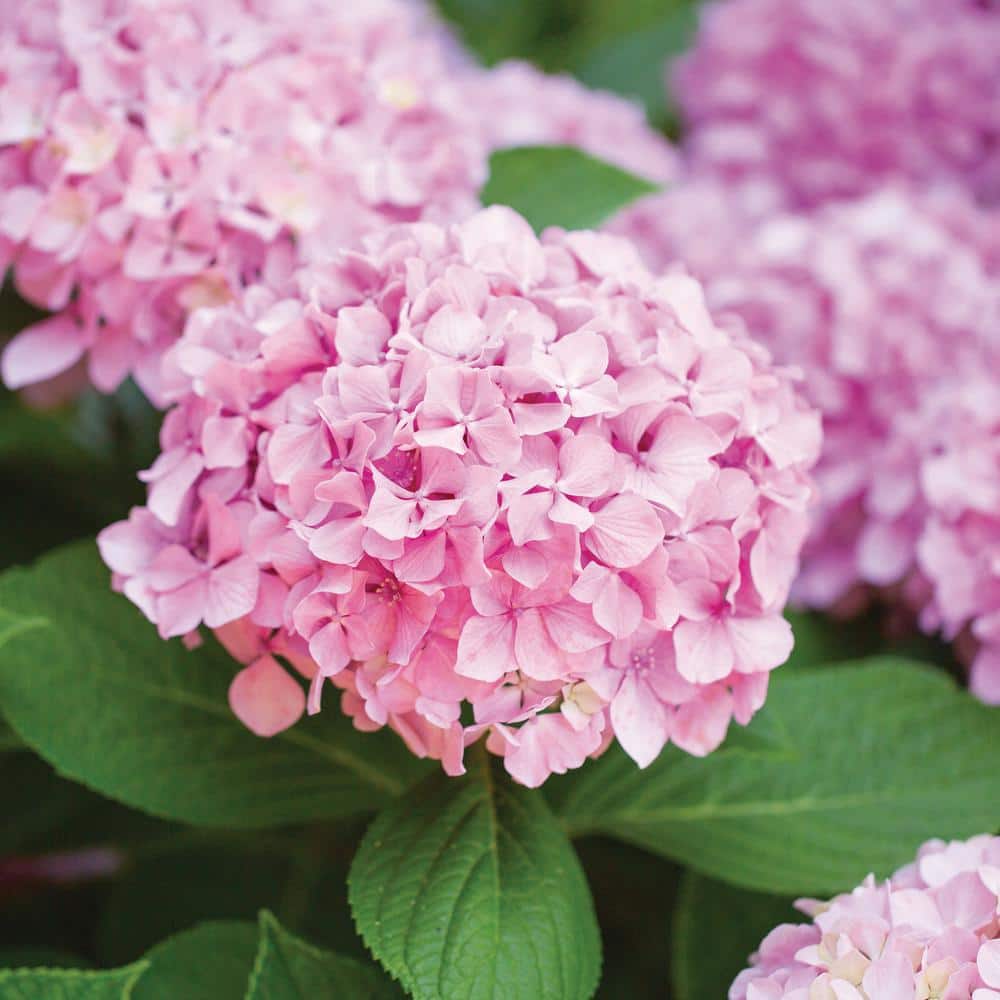  Hydrangea Pink Beauty Live Bare Root Shrub (Bag Of 1)