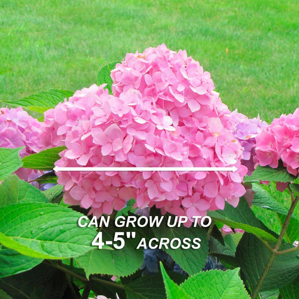  Hydrangea Pink Beauty, Live Bare Root Shrub (Bag Of 2)