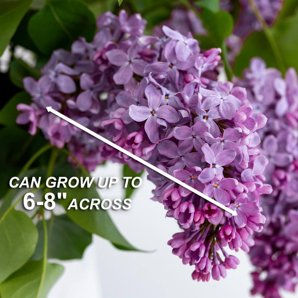  Common Purple Lilac Live Bare Root (Bag Of 1)