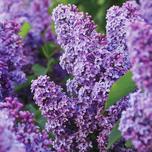  Common Purple Lilac Live Bare Root (Bag Of 1)