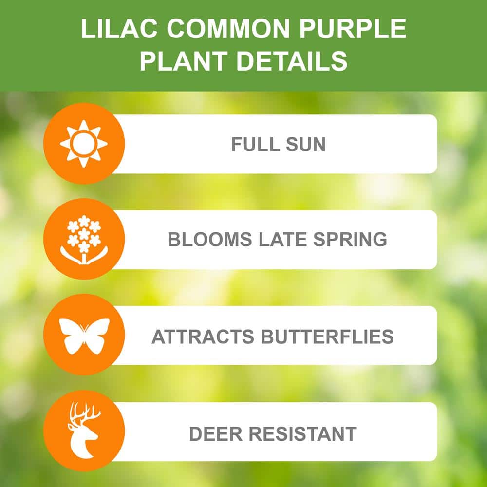  Common Purple Lilac Live Bare Root (Bag Of 2)