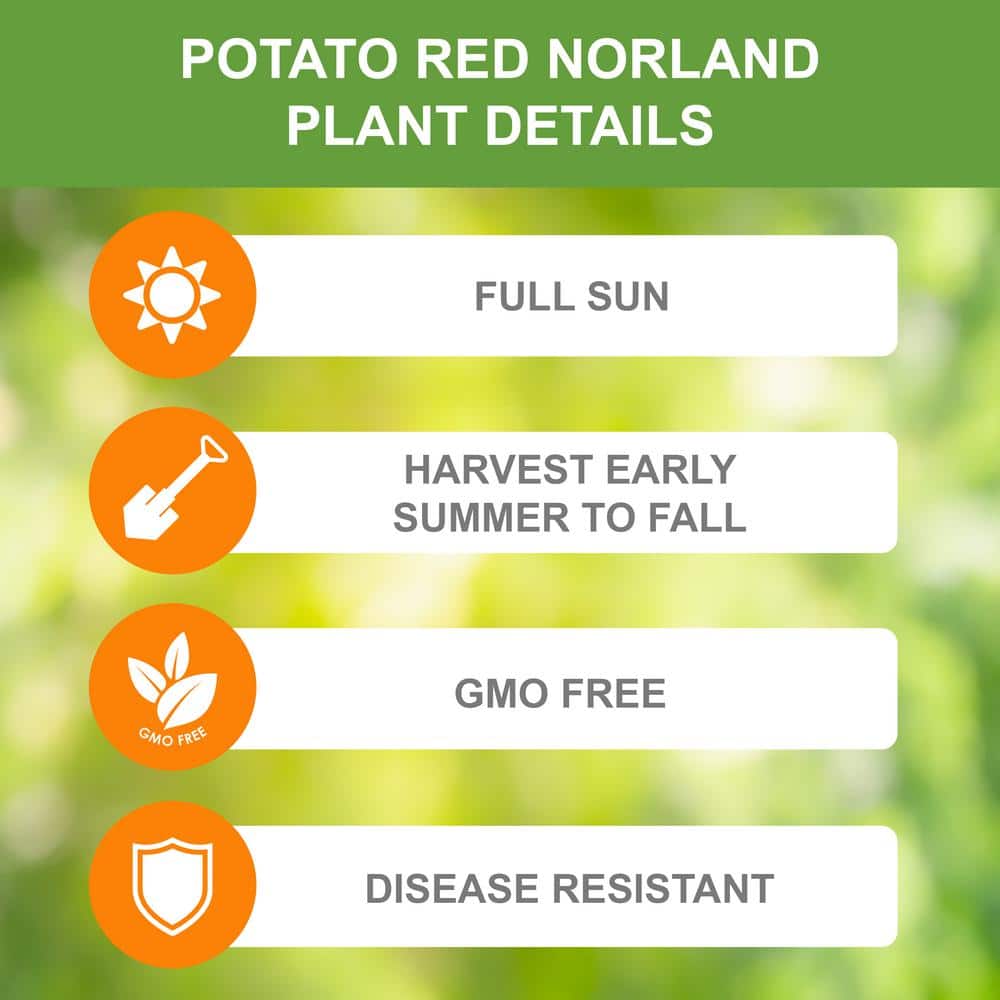  Red Norland Seed Potatoes For Planting (5 Lbs. Bag)