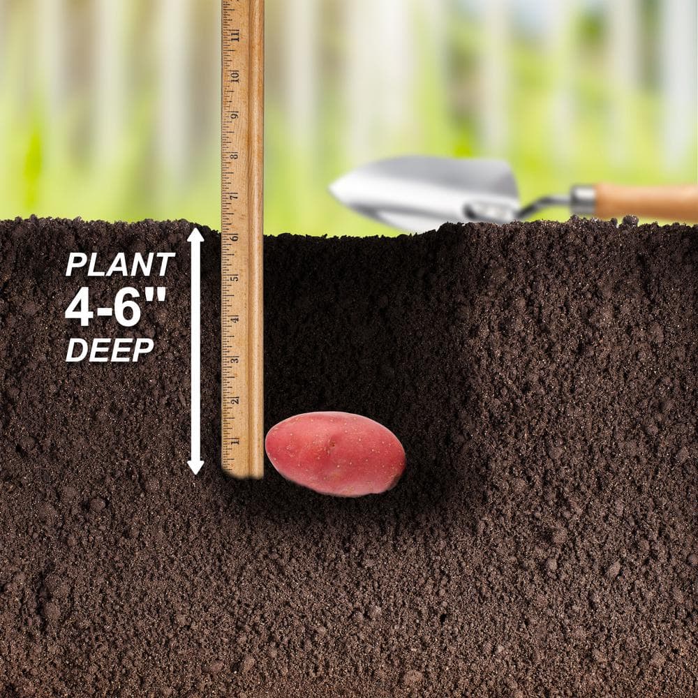  Red Norland Seed Potatoes For Planting (5 Lbs. Bag)