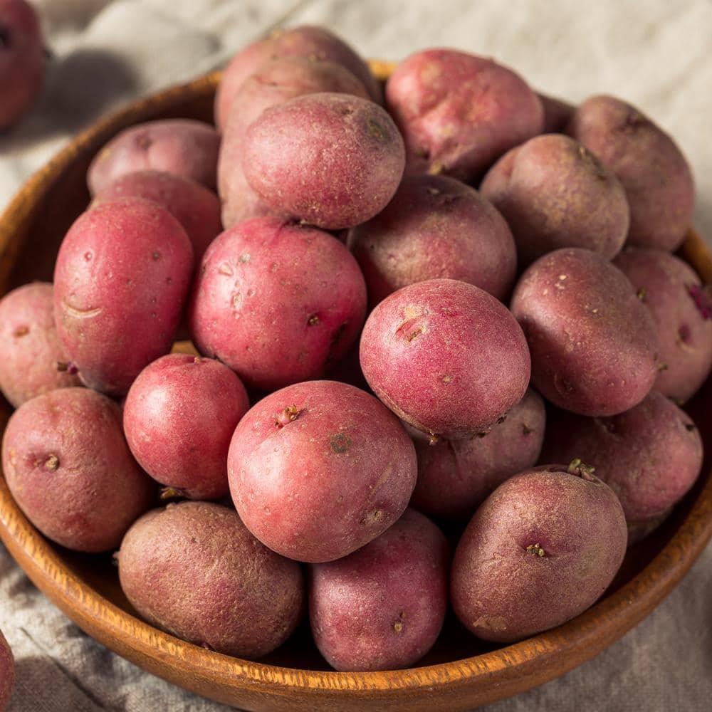  Red Norland Seed Potatoes For Planting (10 Lbs. Bag)