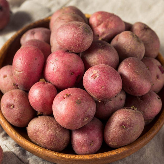  Red Norland Seed Potatoes For Planting (10 Lbs. Bag)