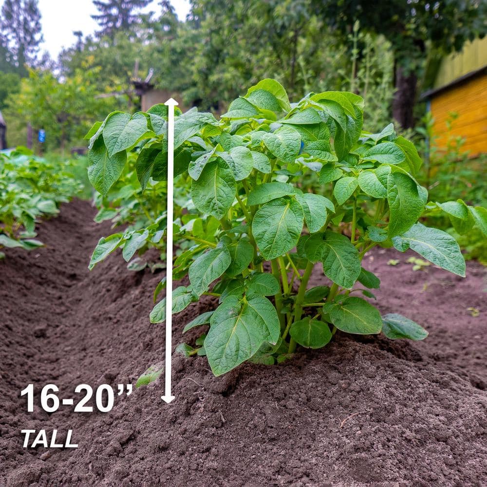  Yukon Gold Seed Potatoes For Planting (5 Lbs. Bag)