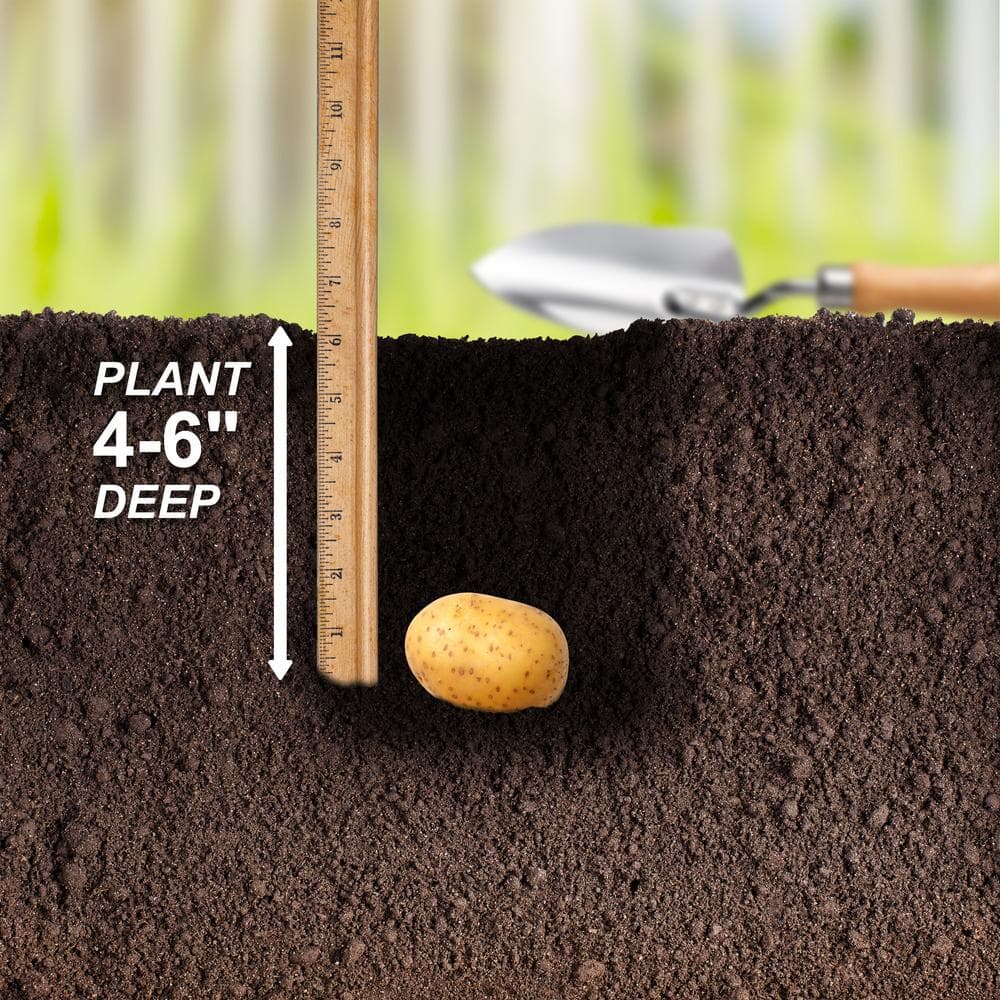  Yukon Gold Seed Potatoes For Planting (5 Lbs. Bag)