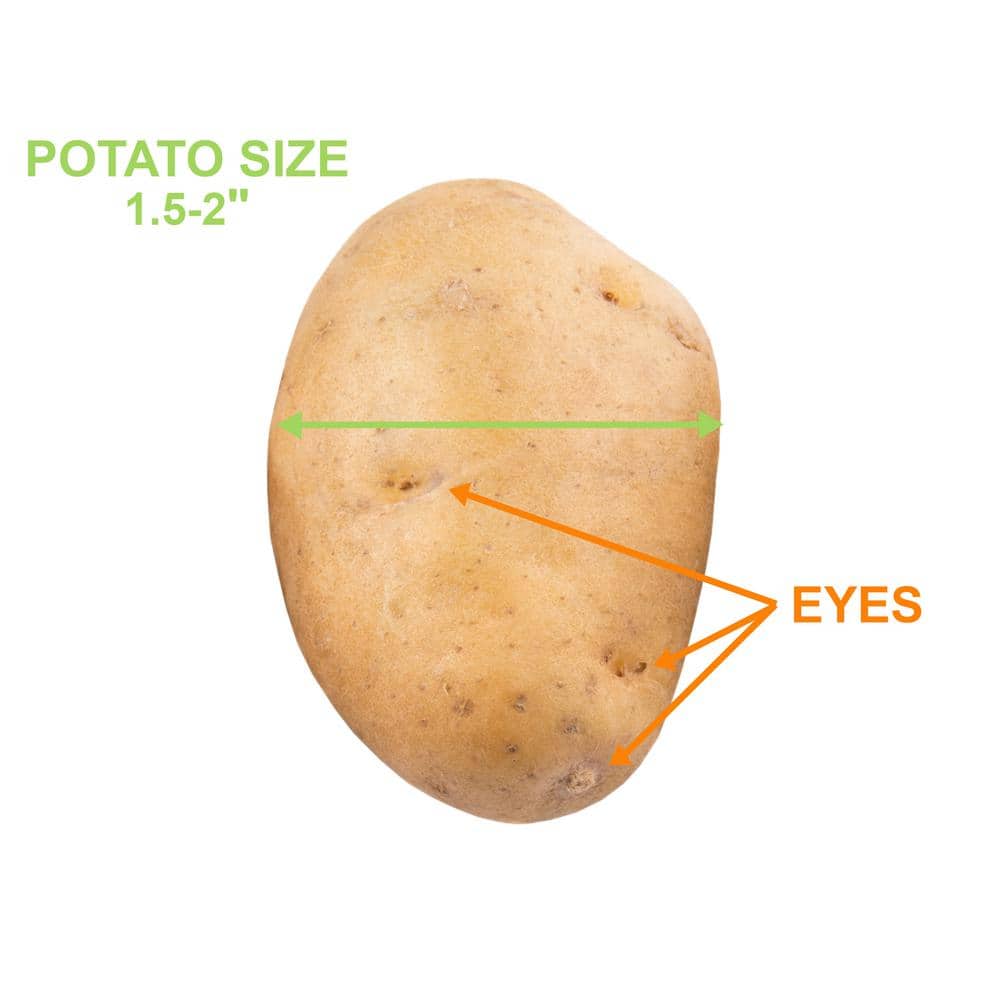  Yukon Gold Seed Potatoes For Planting (10 Lbs. Bag)