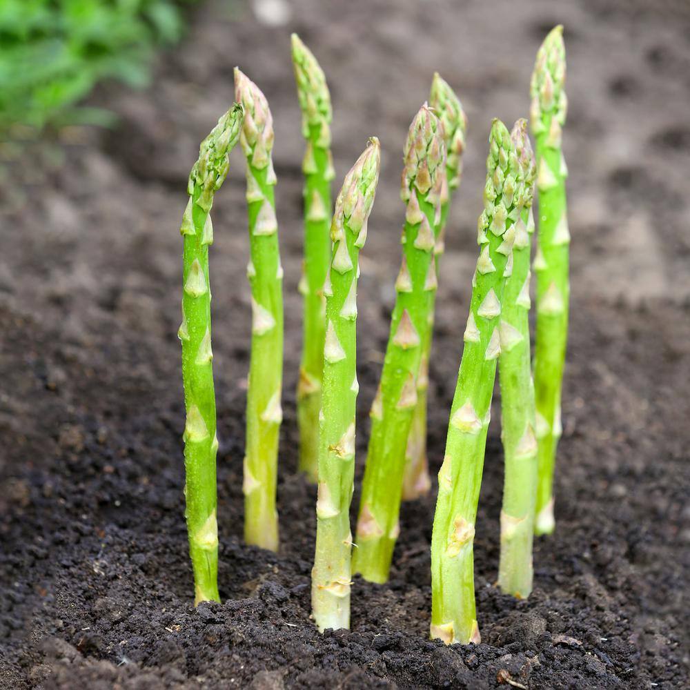  1-Year, Asparagus Mary Washington, Live Bare Root Plant (Bag Of 10)