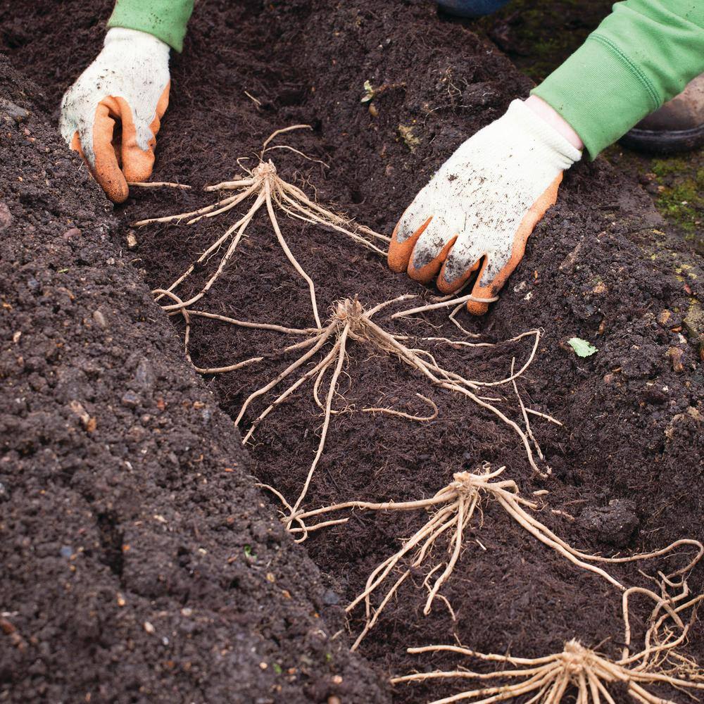  1-Year, Asparagus Mary Washington, Live Bare Root Plant (Bag Of 10)