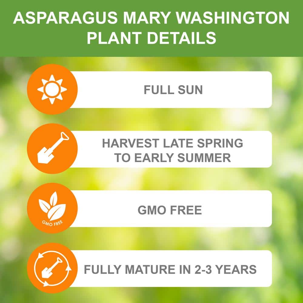  1-Year, Asparagus Mary Washington, Live Bare Root Plant (Bag Of 20)