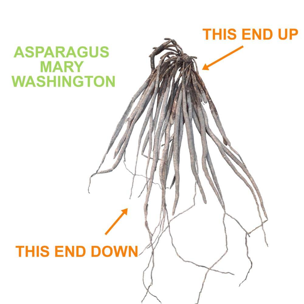  1-Year, Asparagus Mary Washington, Live Bare Root Plant (Bag Of 20)