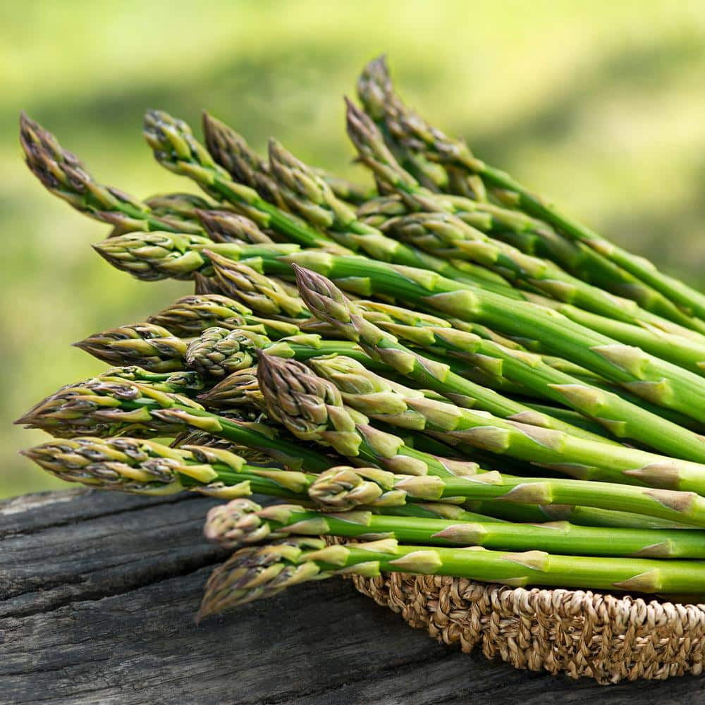  1-Year, Asparagus Mary Washington, Live Bare Root Plant (Bag Of 20)