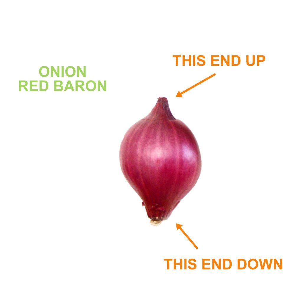  10/25mm, Red Baron Onion Sets For Planting (1 Lbs. Bag)