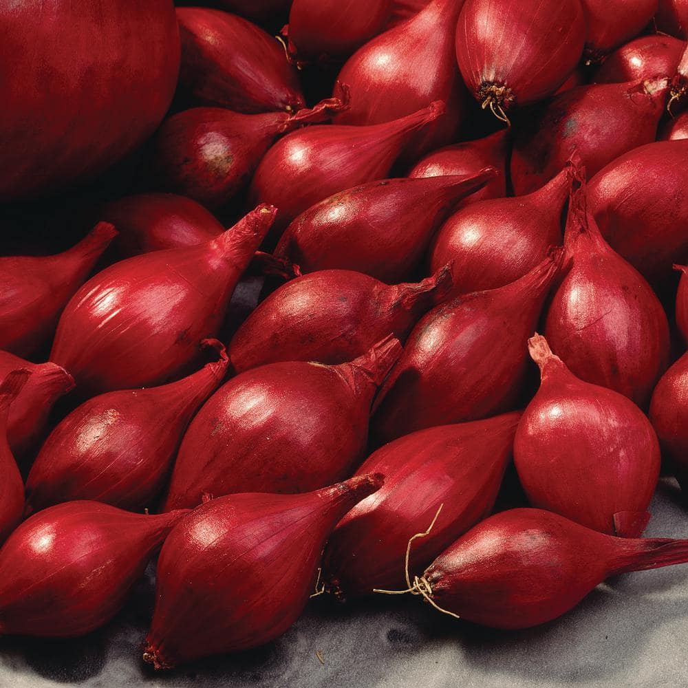  10/25mm, Red Baron Onion Sets For Planting (1 Lbs. Bag)