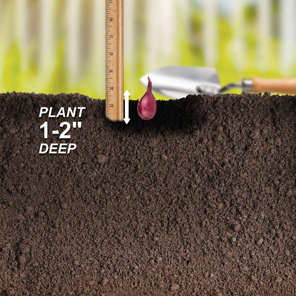  10/25mm, Red Baron Onion Sets For Planting (1 Lbs. Bag)