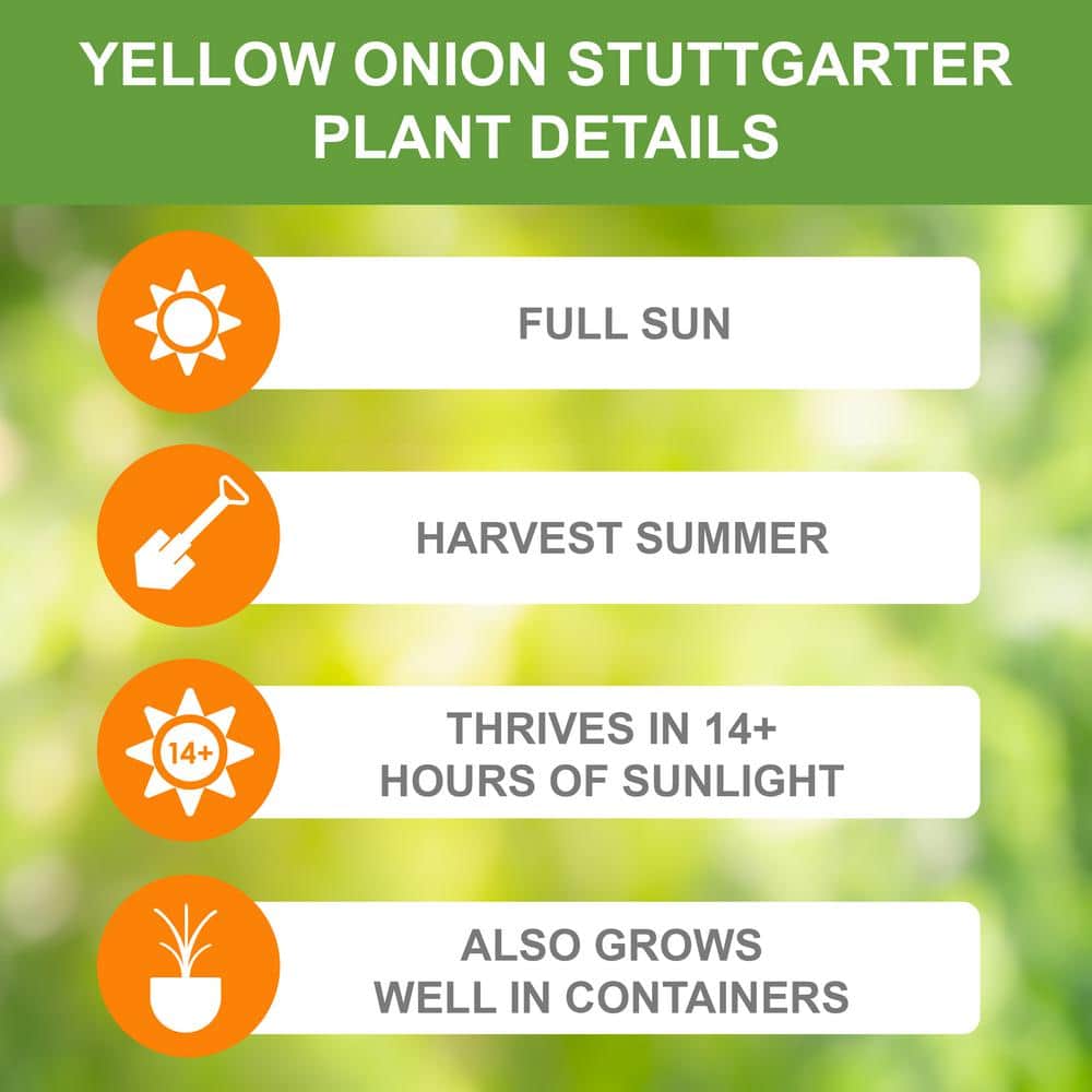  10/25mm, Yellow Stuttgarter Onion Sets For Planting (1 Lbs. Bag)