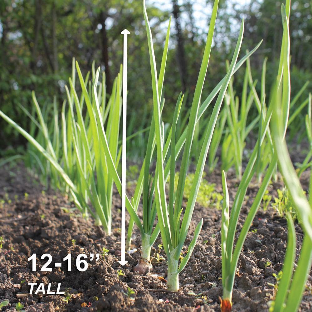  10/25mm, Yellow Stuttgarter Onion Sets For Planting (1 Lbs. Bag)