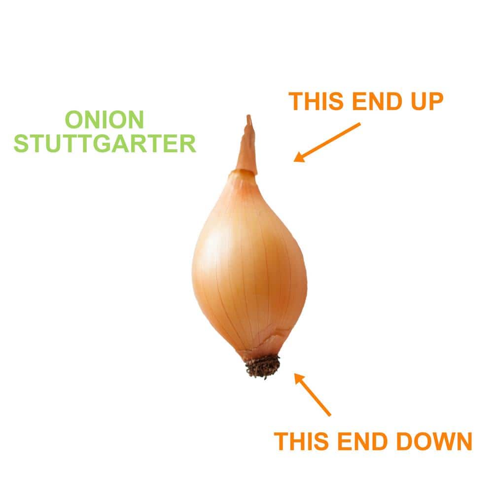  10/25mm, Yellow Stuttgarter Onion Sets For Planting (1 Lbs. Bag)