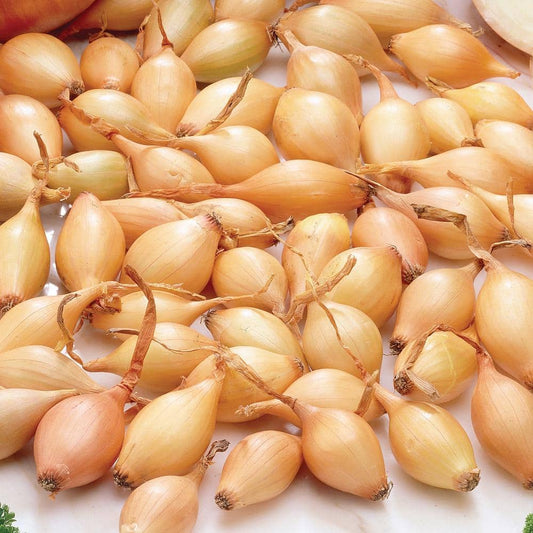  10/25mm, Yellow Stuttgarter Onion Sets For Planting (1 Lbs. Bag)
