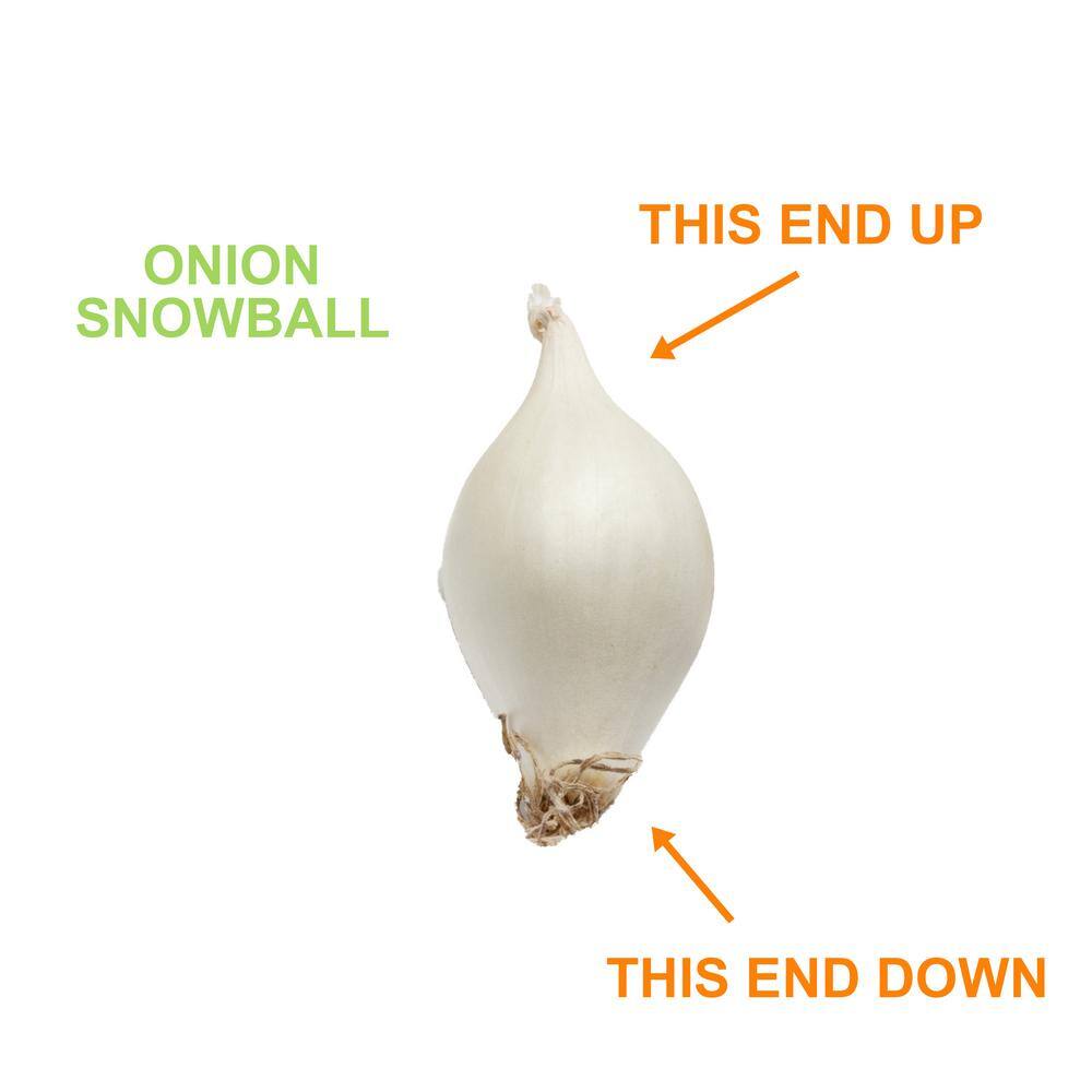  10/25mm, White Snowball Onion Sets For Planting (1 Lbs. Bag)