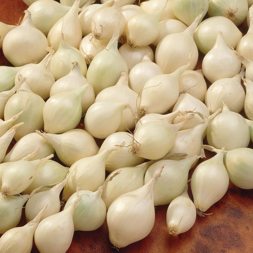  10/25mm, White Snowball Onion Sets For Planting (1 Lbs. Bag)