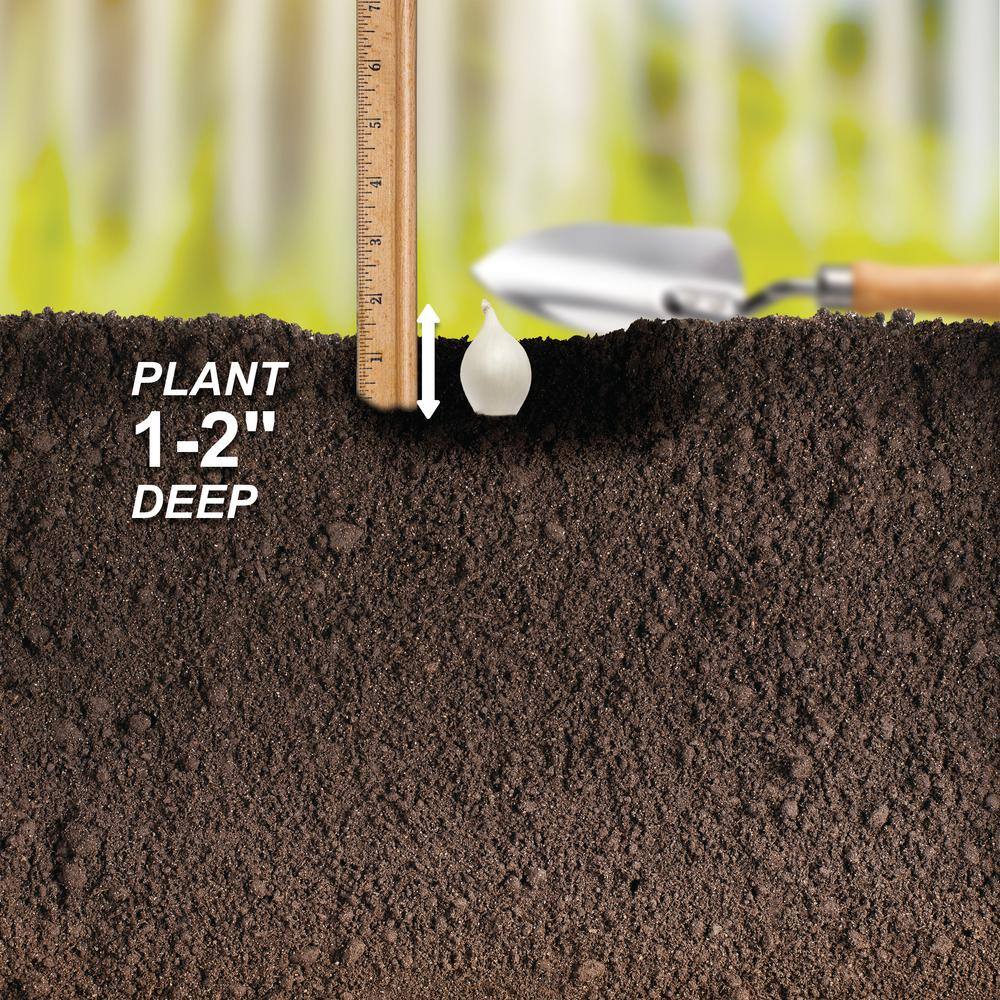  10/25mm, White Snowball Onion Sets For Planting (1 Lbs. Bag)